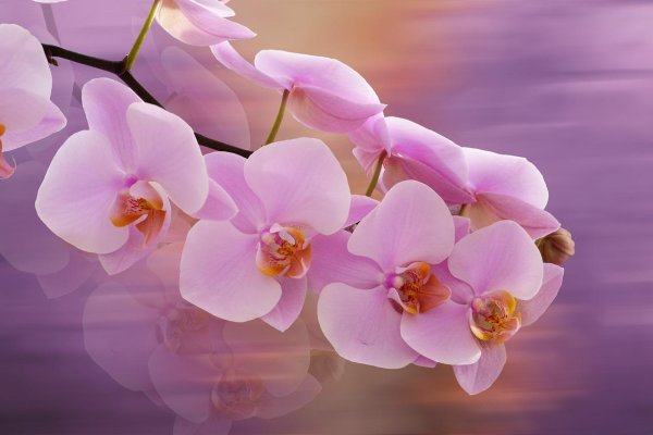 орхидея фаленопсис голубая