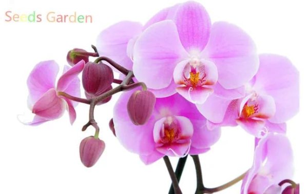 горизонт орхидея фаленопсис