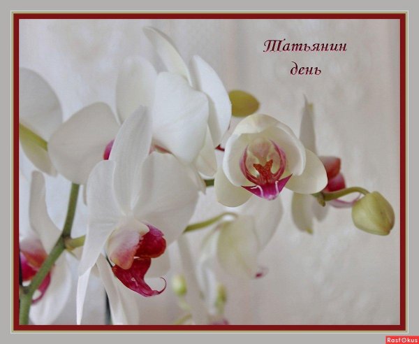 орхидея открытка