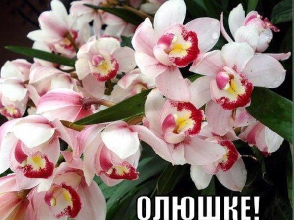 цветок цимбидиум