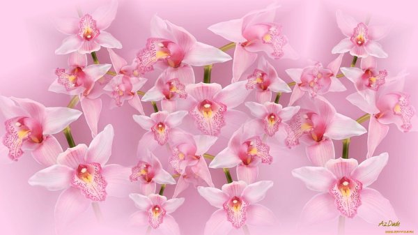 фаленопсис саммер бриз