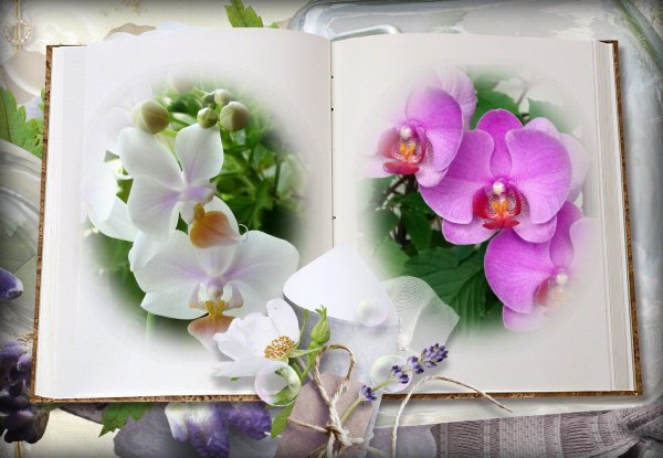 орхидея открытка