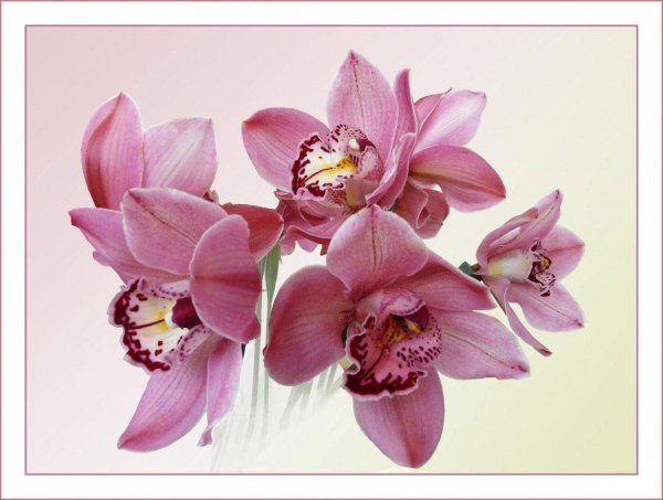 розовая орхидея