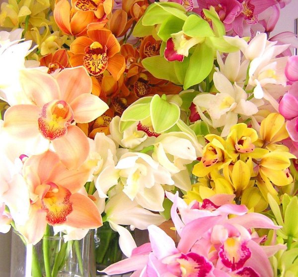 орхидея абба