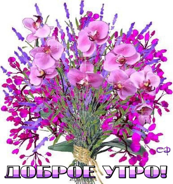 орхидея фаленопсис софия