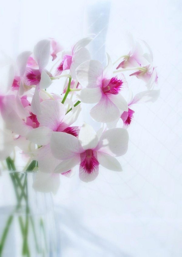 нежный цветок