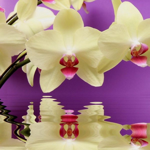 фаленопсис рефлекшн