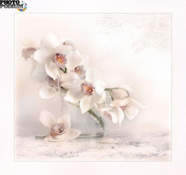 луиза гельтс фотонатюрморты