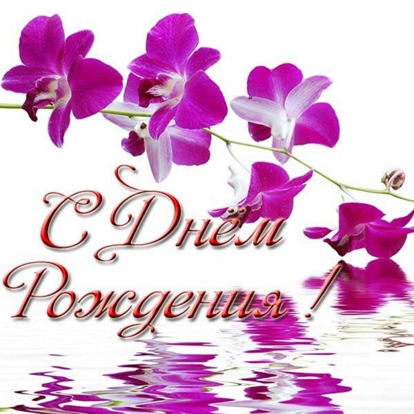 фиолетовая орхидея