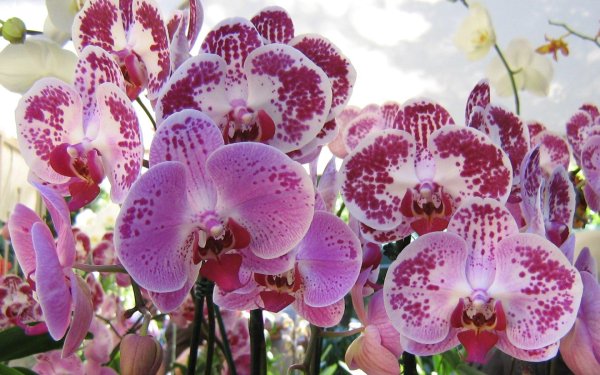 фаленопсис амадеус