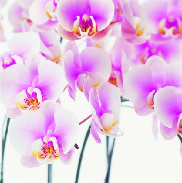 фаленопсис phalaenopsis white  pink