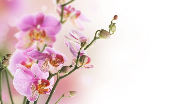 фон с орхидеями