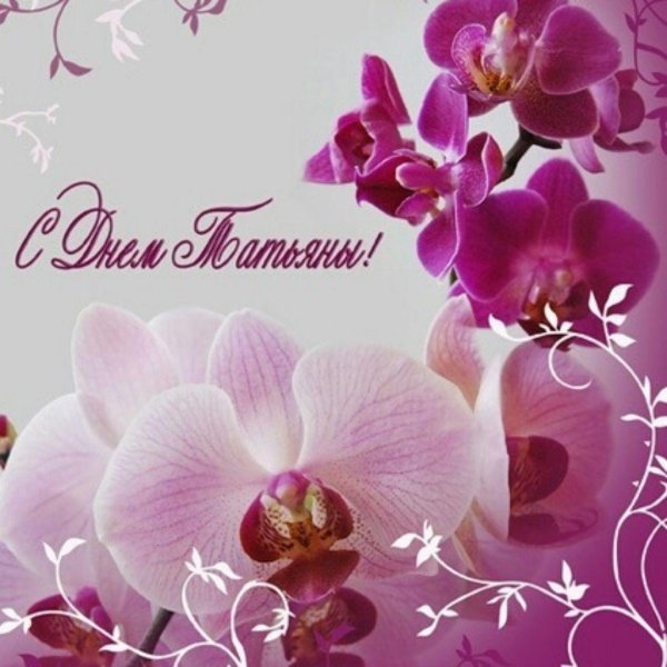 фаленопсис маргарита