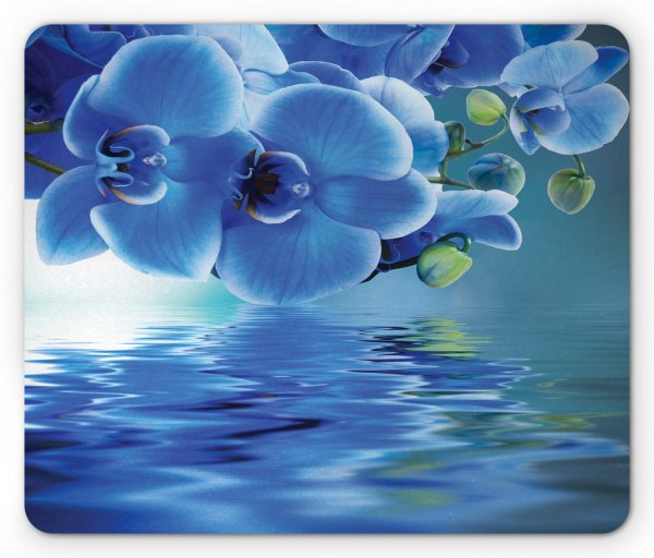 орхидея фаленопсис синяя