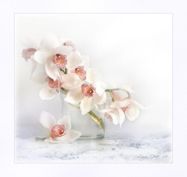 луиза гельтс фотонатюрморты