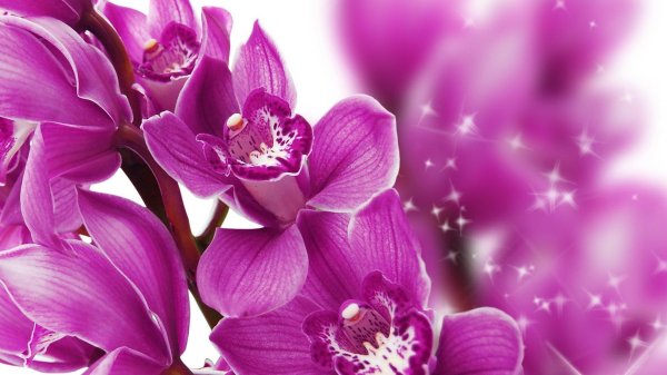 орхидея открытка