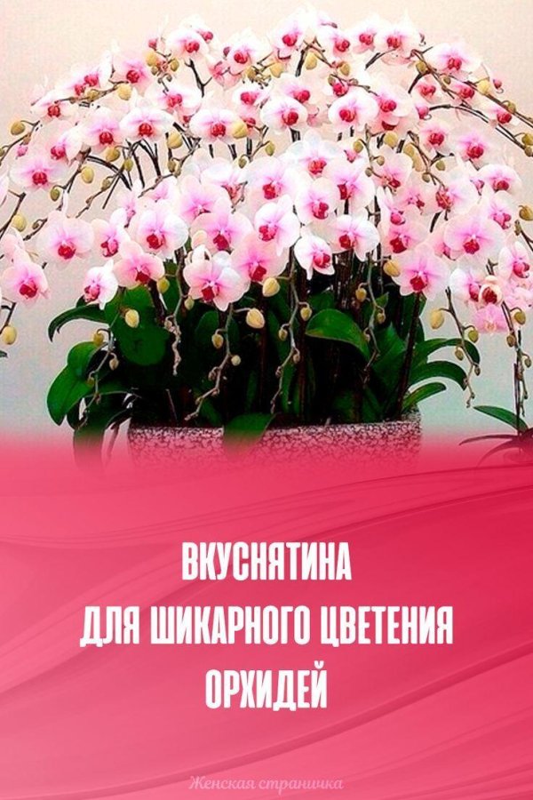 шикарное цветение орхидей