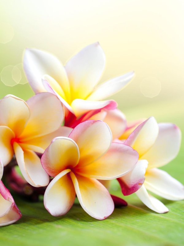 божиих благословений