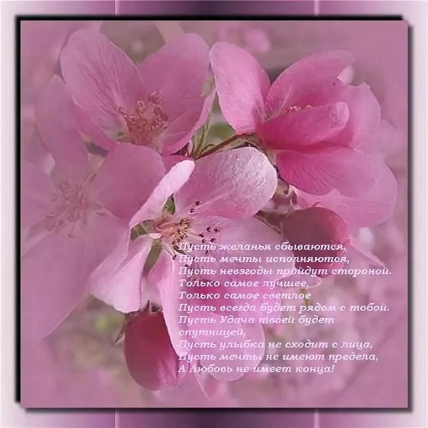 нежные весенние цветы