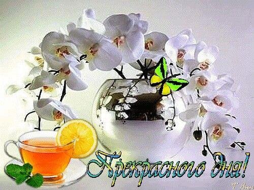 доброе утро с орхидеями