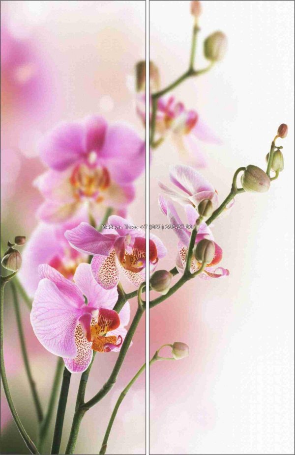 фон цветами