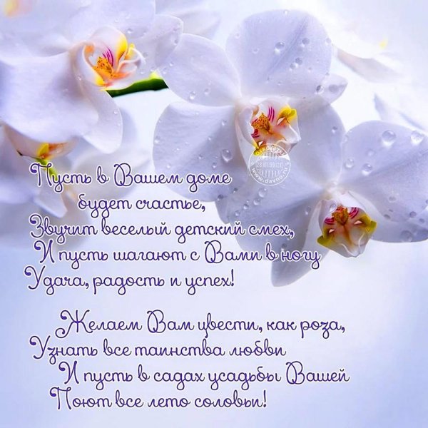 белая орхидея