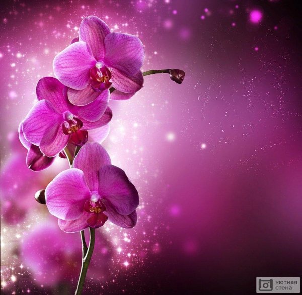 розовая орхидея