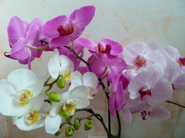 фаленопсис phalaenopsis white  pink