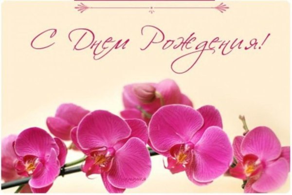 орхидеи цветы