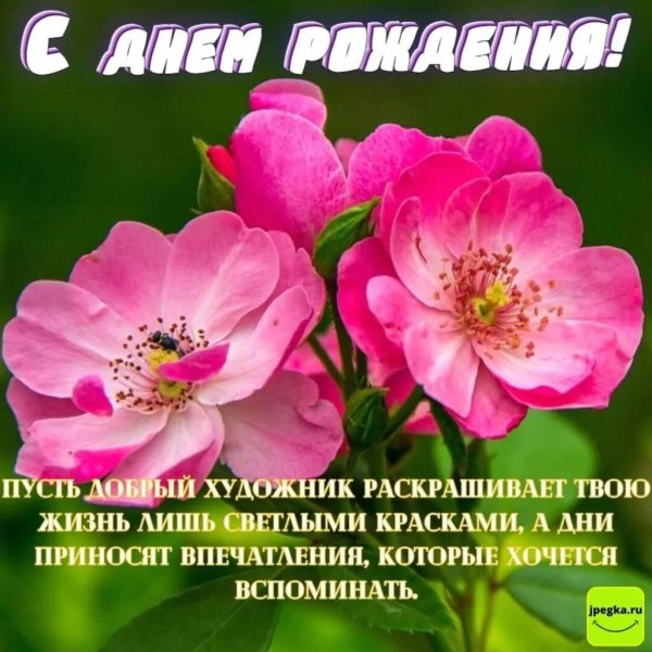 шиповник дикая роза