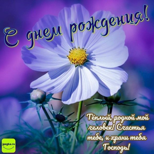 космея голубая