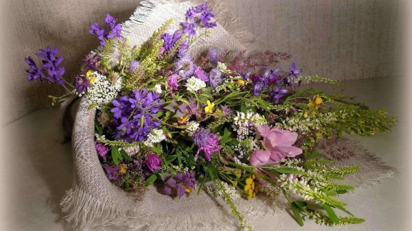 перовския ковыль вербена