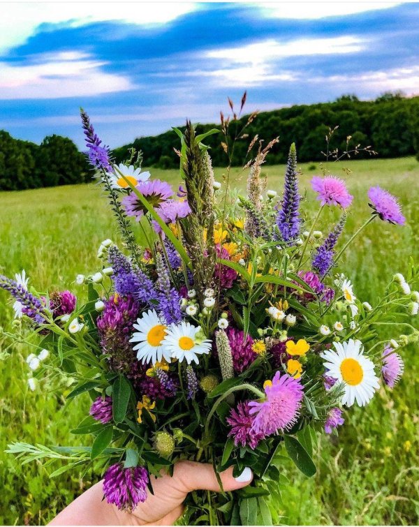 цветок полевой