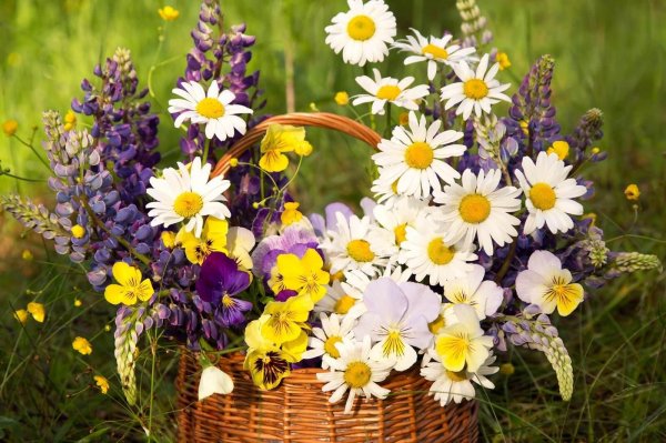большая корзина полевых цветов