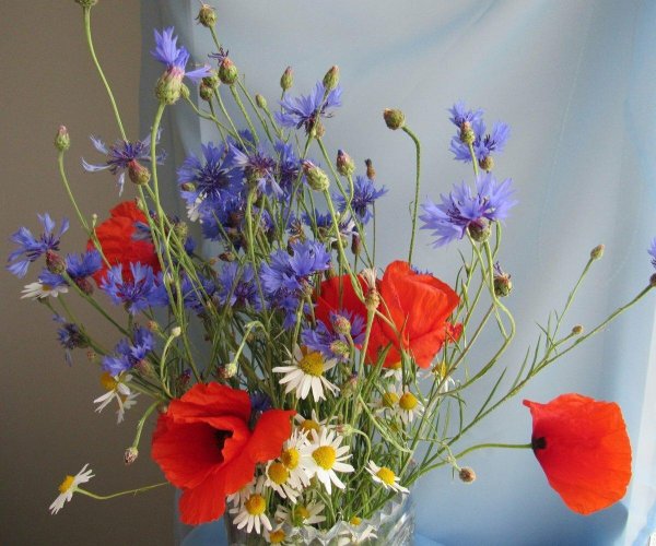 цветок полевой