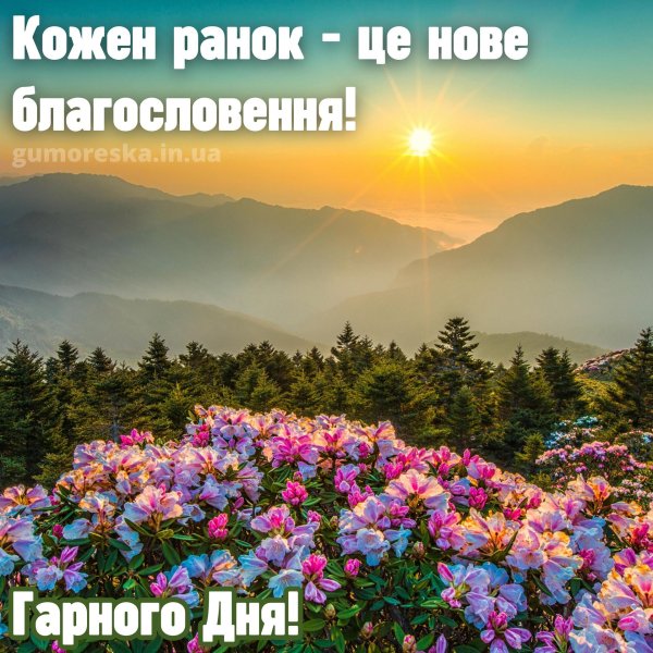 рассвет цветы