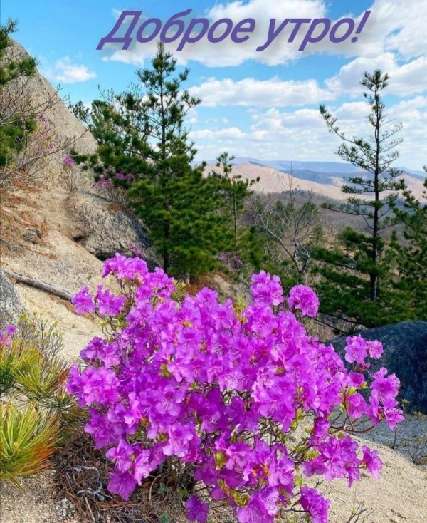 маральник горный алтай цветет
