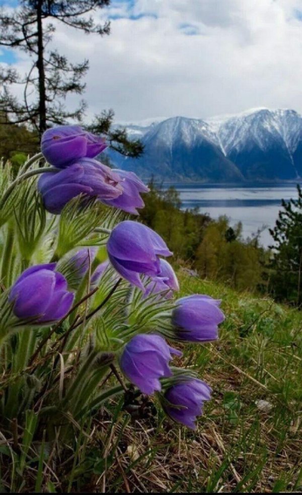 подснежник тянь шаня