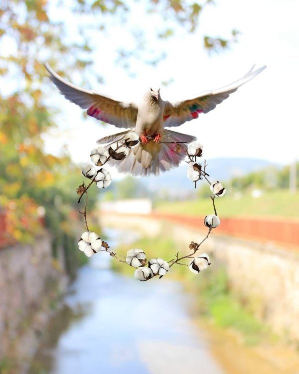 белая голубь