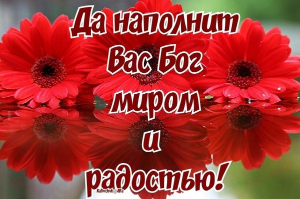 цветок гербер