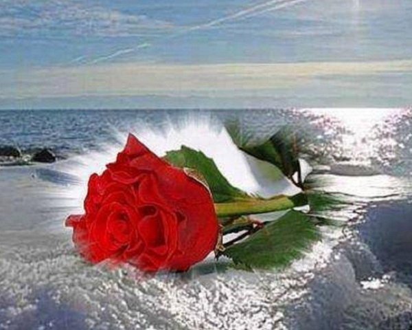 море цветов