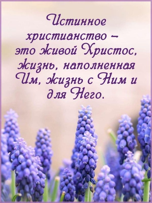 мышиный гиацинт мускари