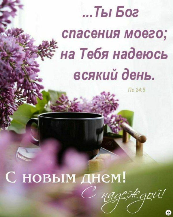 сирень обыкновенная