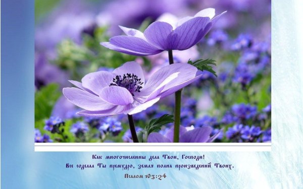 анемон ветреница