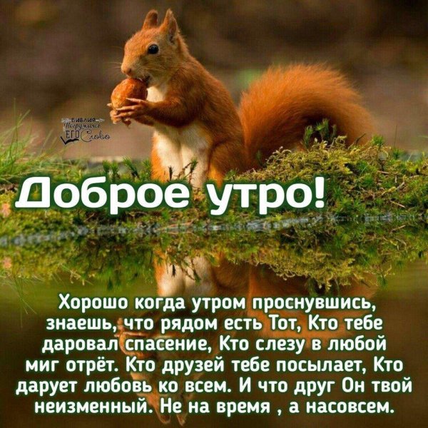 доброе утро белка