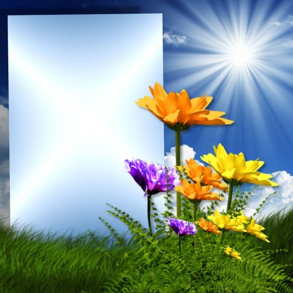 солнца цветок