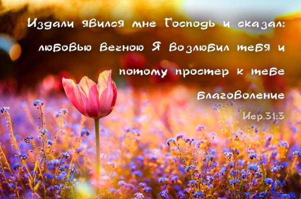 рассвет цветы