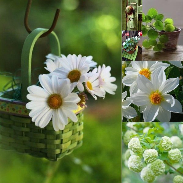 с ромашками