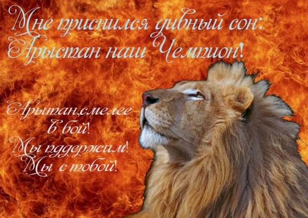 красивые львы