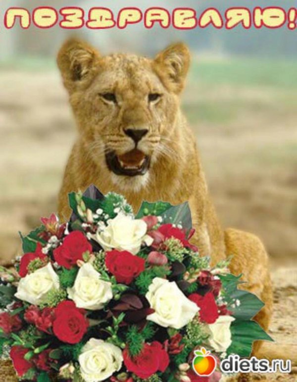львица красивая